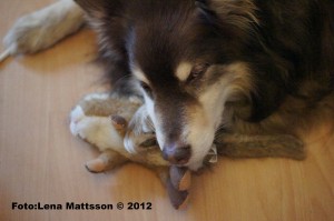 mys-tussar-005