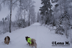 snopromenix-004