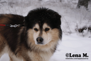 snopromenix-029