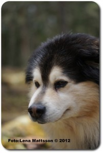 tussarna-i-draget-034